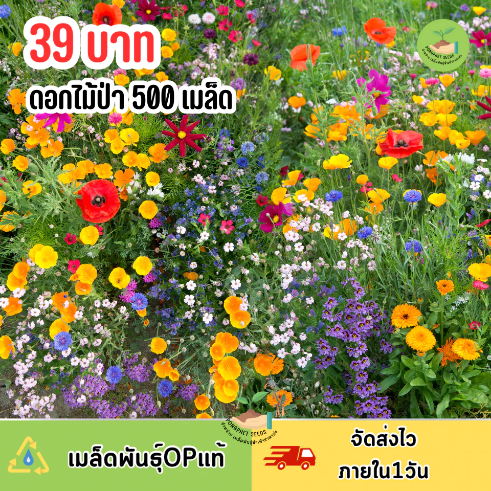 รวมเมล็ดพันธุ์ ดอกไม้ป่าปลูกได้ทุกฤดู 500 เมล็ด คละแบบคละสี