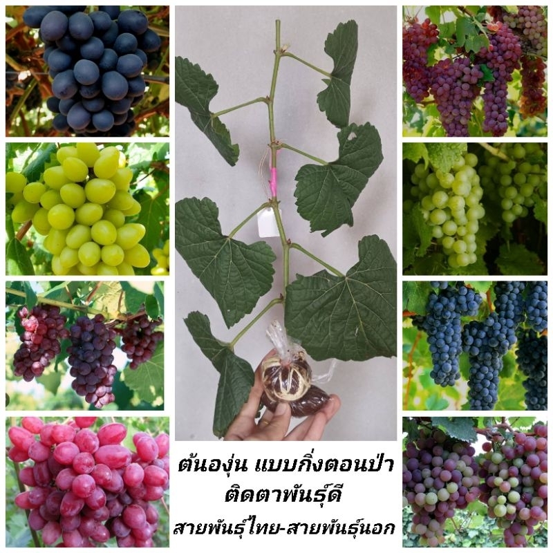 โปร ซื้อ5แถม1 ซื้อ10แถม3(ไม่นับตอป่า)ตอป่า7แถม1 ต้นองุ่นแบบกิ่งตอนองุ่นป่าติดตาพันธุ์​ดี