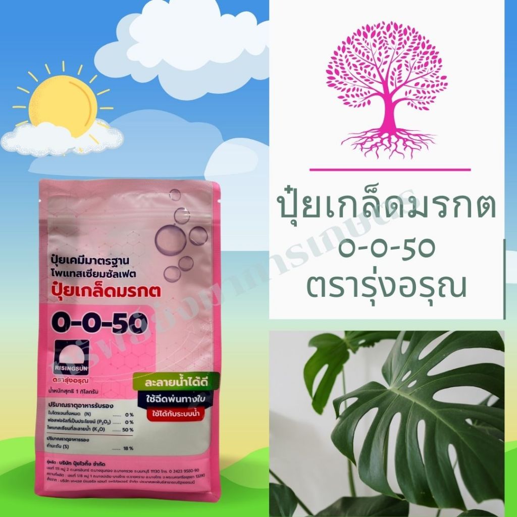 ปุ๋ยเกล็ด มรกต 0-0-50 1กิโลกรัม ตรารุ่งอรุณ ช่วยสะสมอาหารสร้างแป้งน้ำตาล สร้างตาดอก ช่วยควบคุมใบอ่อน