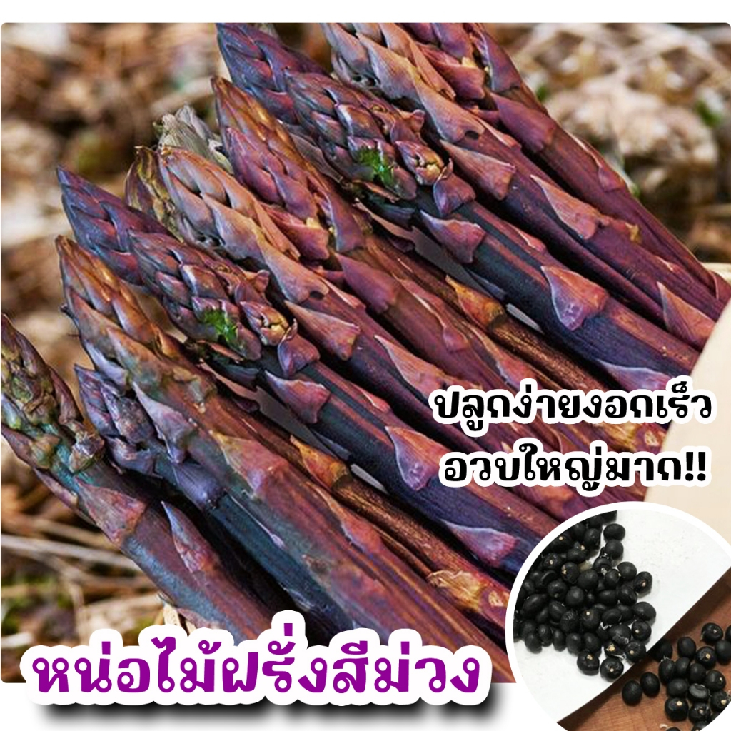 เมล็ดพันธุ์หน่อไม้ฝรั่งสีม่วง ซองละ 1 g (ประมาณ 20 เมล็ด)