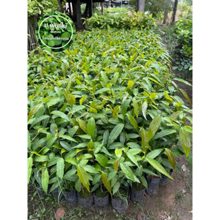 ต้นอโศกอินเดีย ขนาดเล็ก 15-20 เซน  ปลูกกันแนวลม กันไฟ เสียหา…