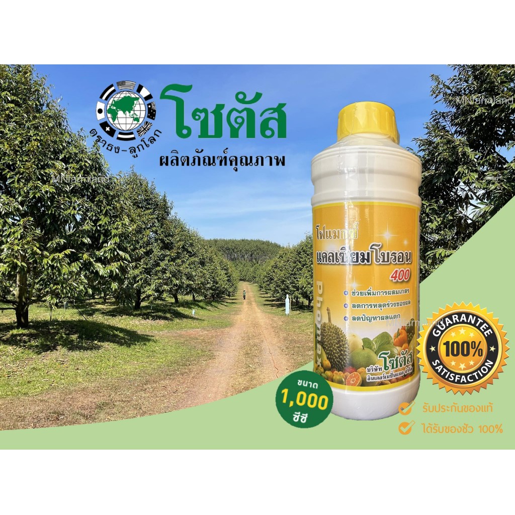 แคลเซียมโบรอน 1 ลิตร lโซตัสl เพิ่มการผสมเกสร ลดการหลุดร่วงของผล ลดปัญหาผลแตก