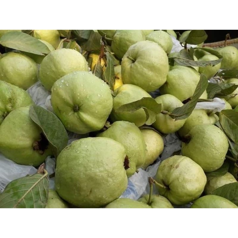 ต้นฝรั่ง พันธุ์กิมจู ไร้เมล็ด ต้นสูง 90-100 ซม. จัดชุด 2 ต้น - รูปที่ 4