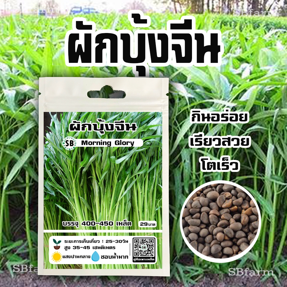เมล็ดผักบุ้งจีน เรียวสวย โตเร็ว กินอร่อย [400-450 เมล็ด/ซอง] โปรโมชั่น [ซื้อ 2 แถม 1ซอง]