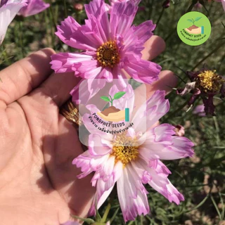พิเศษ 9 บาท‼️ เมล็ดพันธุ์ ดอกคอสมอสกลีบซ้อนคละสี บรรจุ 50 เมล็ด