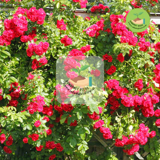 พิเศษ 9 บาท เมล็ดพันธุ์ ดอกกุหลาบเลือนสีแดง บรรจุ 10 เมล็ด