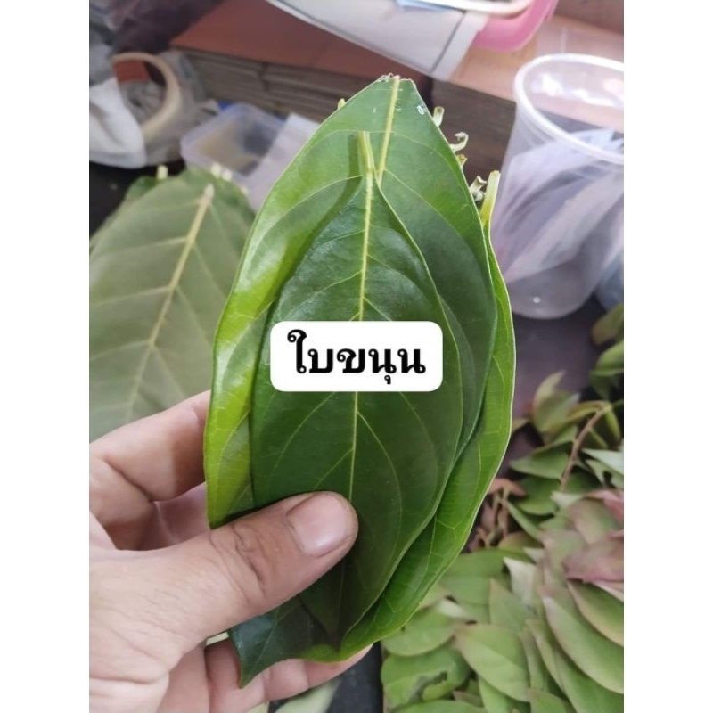 ใบขนุนสด ขายใบสด1ชุด25ใบ25บาท(สำหรับใช้ในพิธีกรรมหรือทานเป็นยา)สนใจใบไม้ชนิดอื่นๆเพิ่มเติมลูกค้าแชทพูดคุยก่อนสั่งค่ะ
