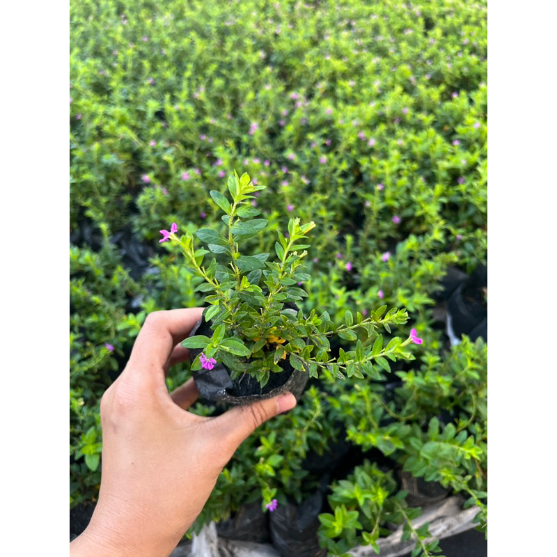 🌿TLP ‼️สุดคุ้ม‼️ดอกหลิวขาว​ ดอกหลิวม่วง หลิวไต้หวันสีขาวดอกน่ารัก​ สีม่วง ขนาดถุง2นิ้ว