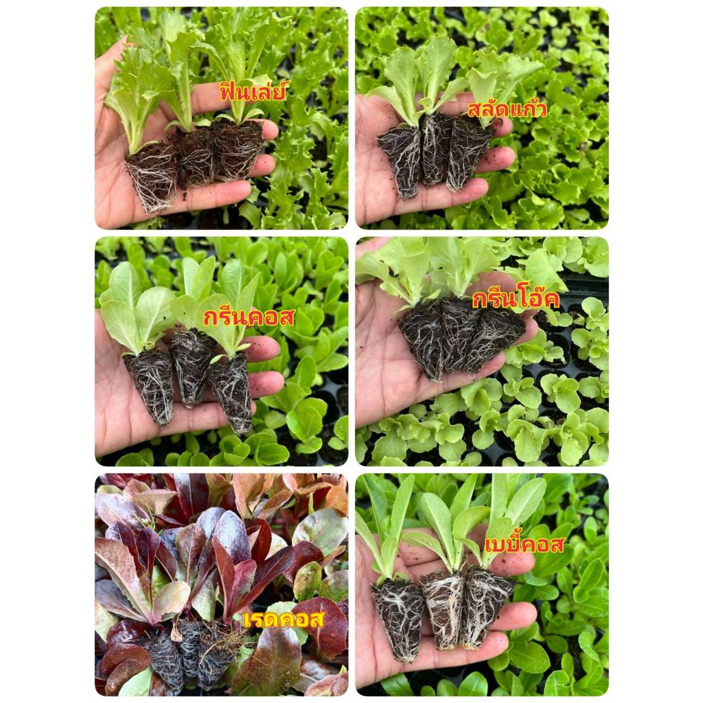 ต้นกล้าผักสลัด ไฮโดรโปรนิกส์ ต้นกล้าผักสวนครัวพร้อมปลูก มีสายพันธุ์ สลัดแก้ว ฟินเล่ย์ กรีนโอ๊ค เรดโอ๊ค มินิคอส กรีนคอส เ