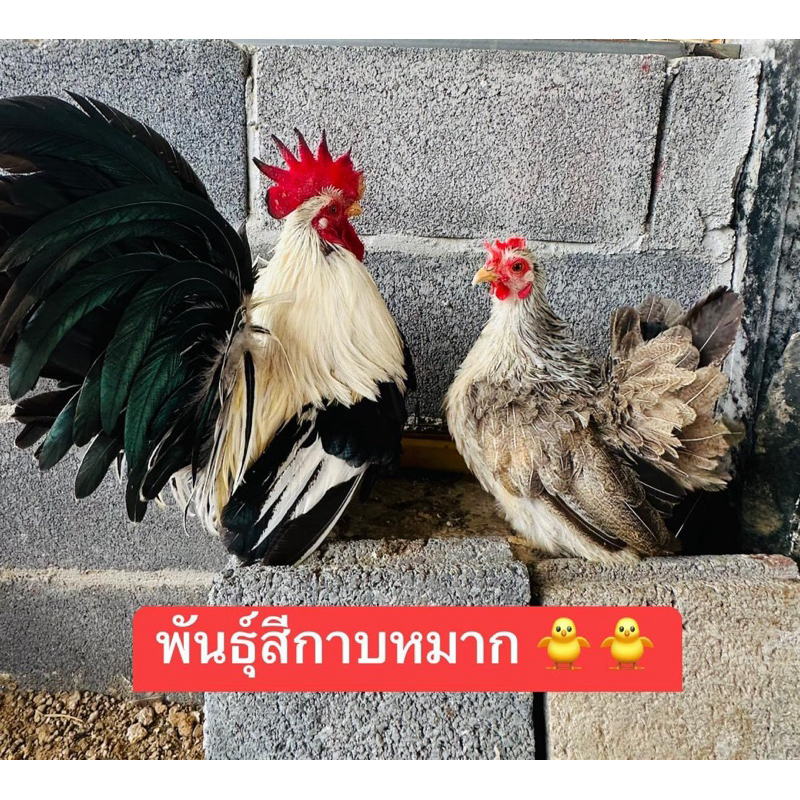 ไข่เชื้อไก่แจ้พันธุ์กาบหมาก 30 บาท พัฒนพลฟาร์ม