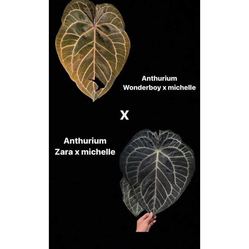 Anthurium Wonderboyxmichelle X ZaraxMichelle   ✅ฟอร์มใบชัด สีใบสวย หน้าชัดมาก รากดีพร้อมจัดส่ง