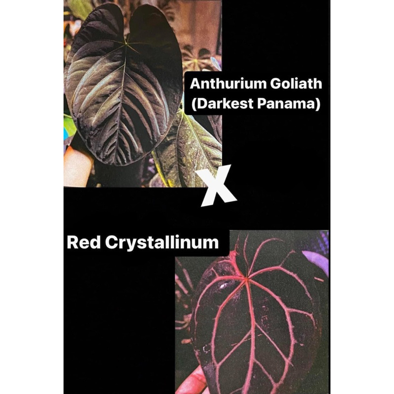 Anthurium Goliath (Darkest Panama) x Red Crystallinum