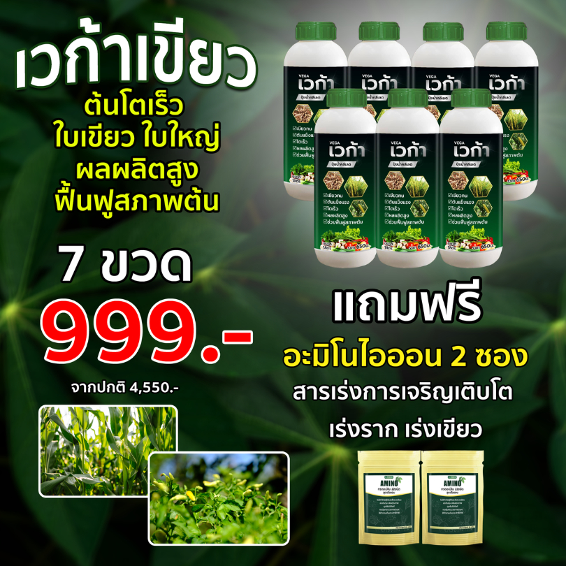 เวก้าเขียว 7ขวด 7ลิตร (แถมอะมิโนไออ้อน2ซอง) ธาตุอาหารชนิดคีเลต เร่งโต ใบเขียว เพิ่มผลผลิตสูง เร่งราก