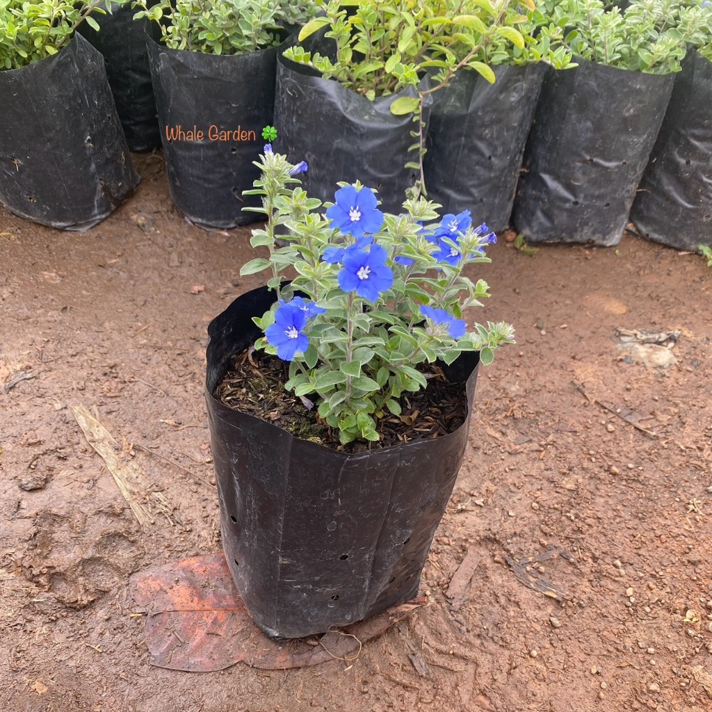 ต้นฟ้าประดิษฐ์ ฟ้าประดิษฐ์ (Ground-morning Glory) ไม้ประดับมีดอกสีสวย (รับประกัน ส่งใหม่ฟรี หากสินค้