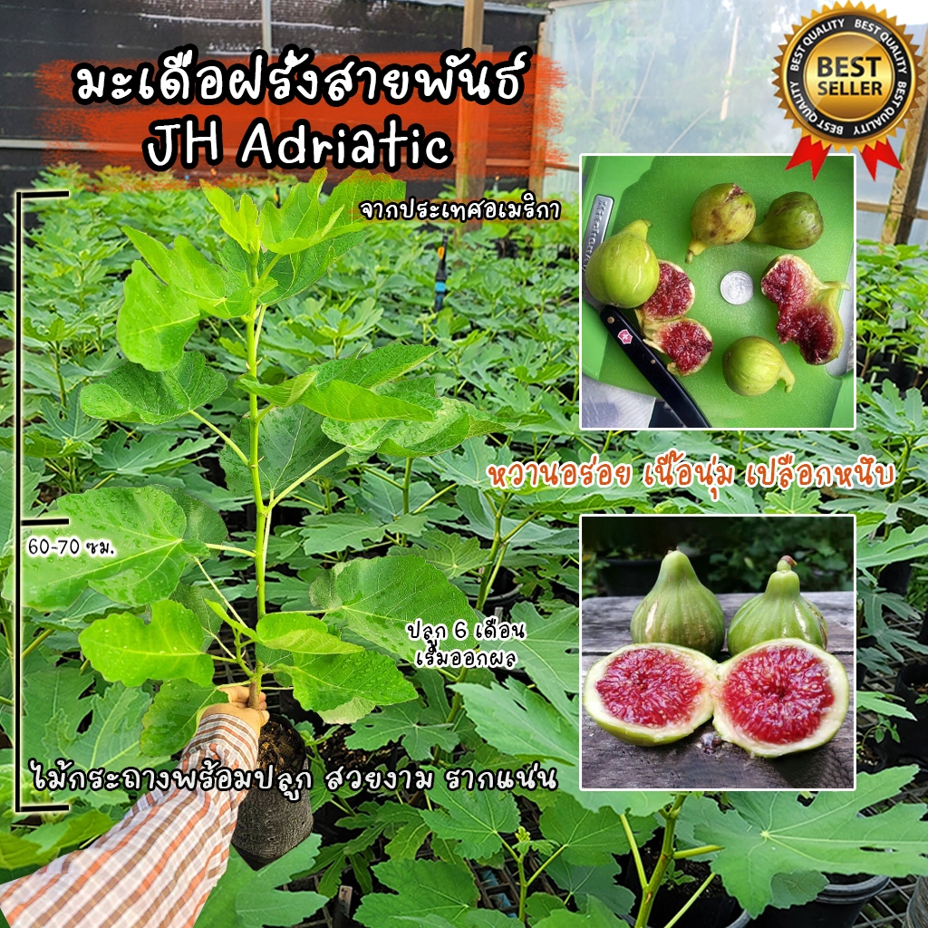 มะเดื่อฝรั่ง สายพันธ์ JH Adriatic จากประเทศอเมริกา ต้นสวยงาม แข็งแรง รากแน่น พร้อมปลูก ไม่ต้องเสี่ยง