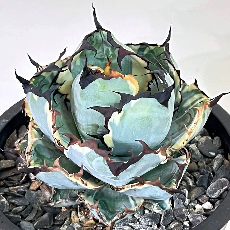 Agave Titanota Black And Blue Variegated