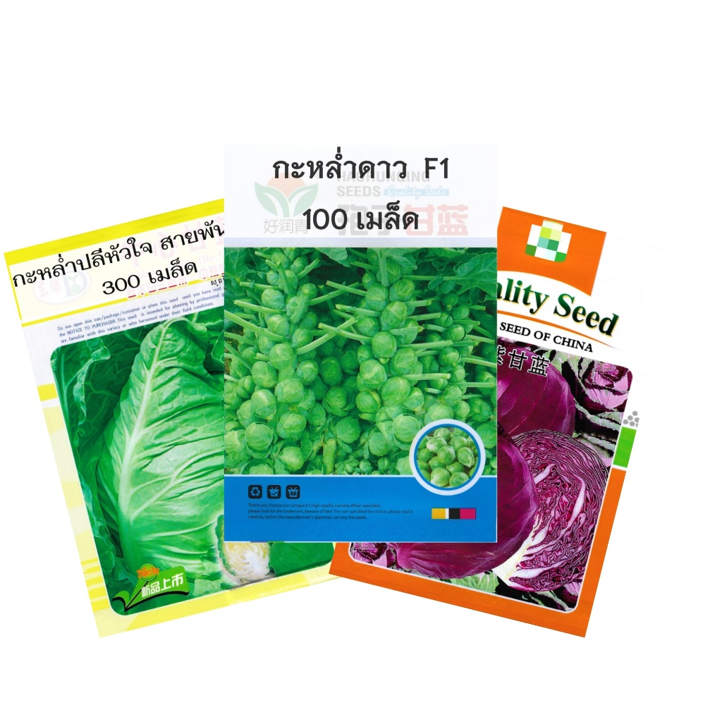 เมล็ดกะหล่ำปลีม่วง  กะหล่ำดาว60 - 500 เมล็ด  สายพันธุ์ F1 / OP