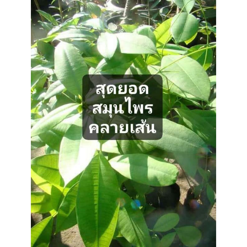 ใบเถาเอ็นอ่อนสด (ชุดละ30ใบ)