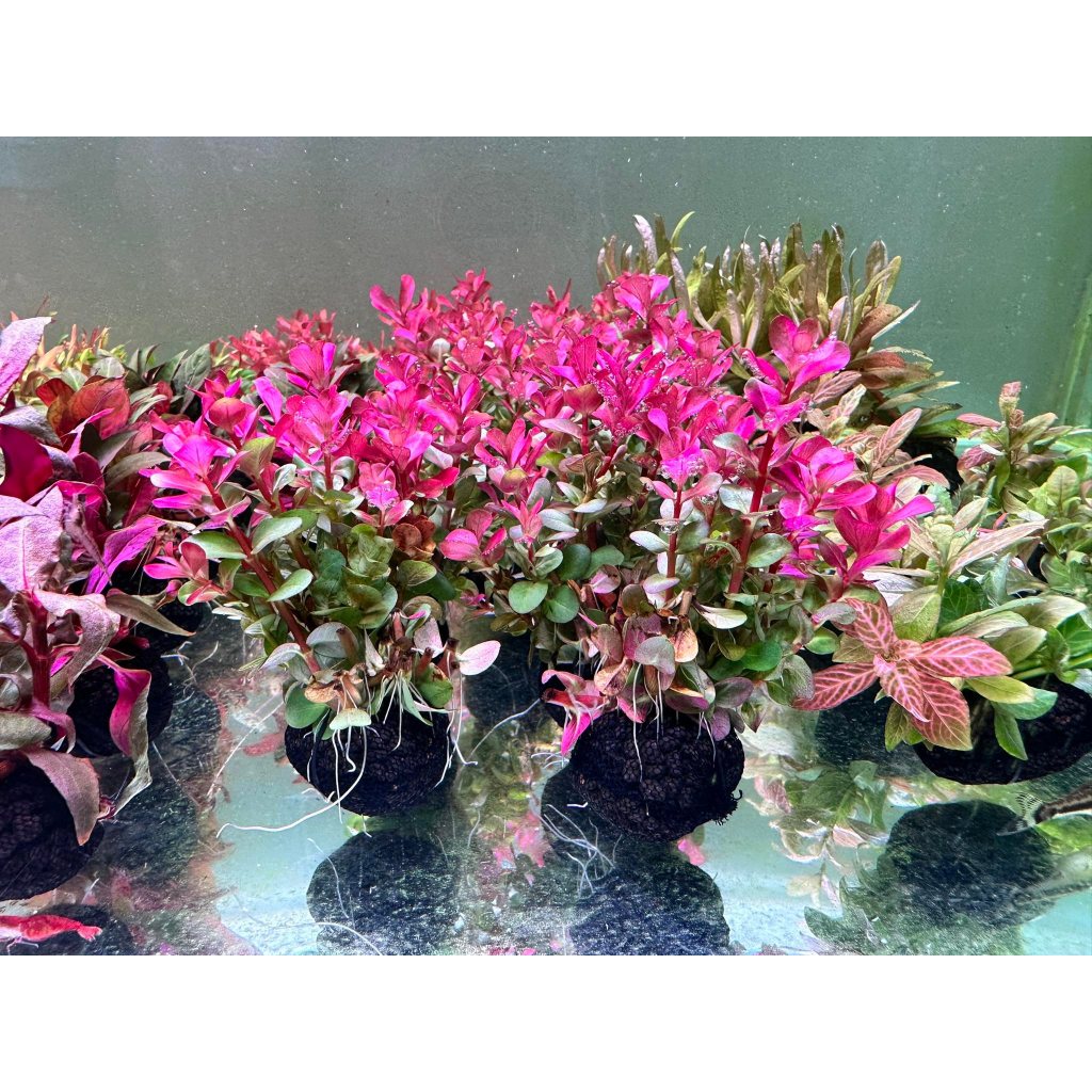 วาบิโรทาล่า โคโรลาต้า rotala colorata วาบิไม้ข้อสีแดง พร้อมปลูก รอโต สะดวกไม่ต้องปัก