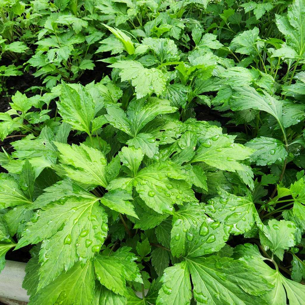 จิงจูฉ่ายออร์แกนิก 100% สดใหม่จากสวน ปลอดสารเคมี ปลูกด้วยใจมากกว่า 7 ปี - รูปที่ 6