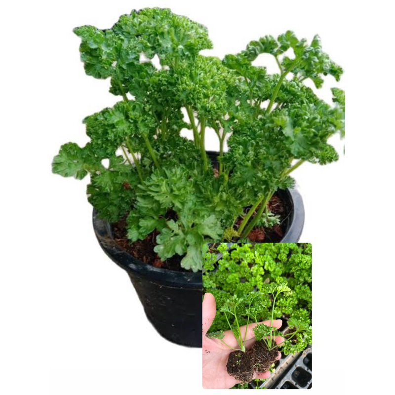 🌱ต้นกล้าพาสเล่🌱พาสลีใบหยิกสวย👉ทานได้🌳🥗ตกแต่งอาหาร