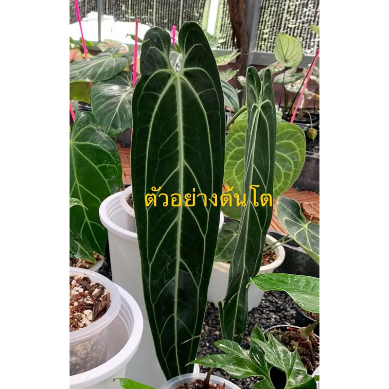 หน้าวัวควีน Anthurium Warocqueanum