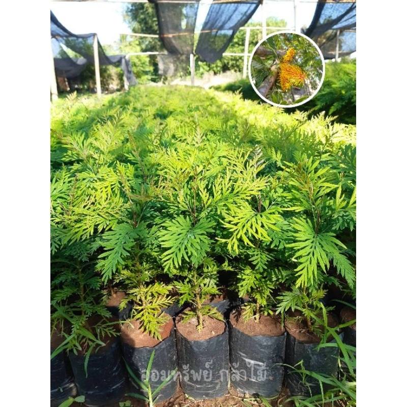 ต้นซิลเวอร์โอ๊ค ซิลเวอร์โอ๊คออสเตรเลีย 🌲 ขนาด 15-20 เซน 👍 ต้นสวย แข็งแรง👍 ❗️ สินค้าเสียหายล้ะหว่างขนส่งเคลมฟรีจ้า❗️