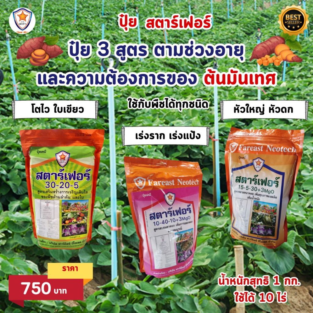 ปุ๋ย สตาร์เฟอร์ 3 สูตร พิชิตมันเทศ หัวใหญ่ ดก เพิ่มผลผลิต