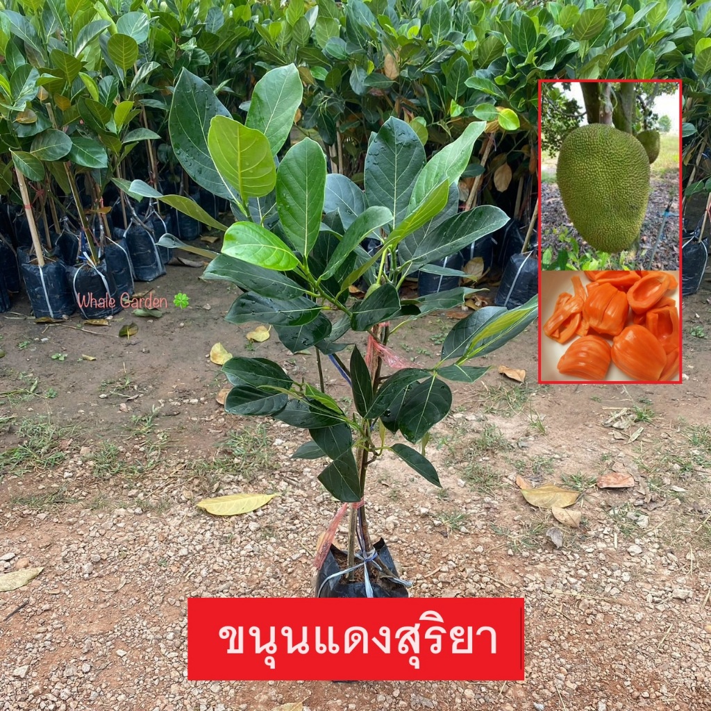 ต้นขนุน พันธุ์ ขนุนแดงสุริยา (Jackfruit) ทาบกิ่ง ต้นสวย ให้ผลเร็ว 1 ปี (รับประกัน ส่งใหม่ฟรี หากสินค้าเเสียหาย!!)