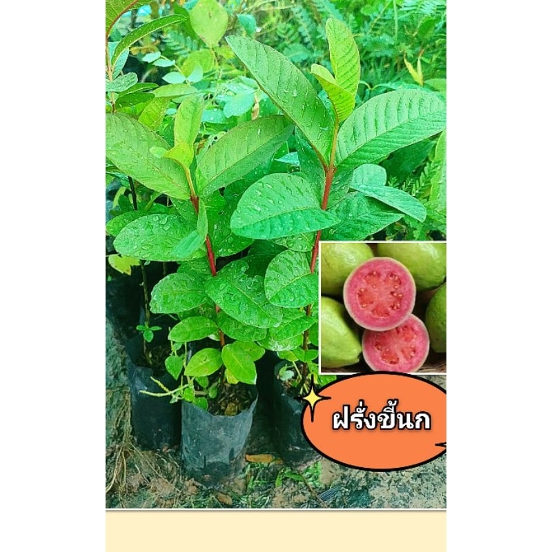 ฝรั่งขี้นก เนื้อสีชมพู ผลไม้โบราณ หายาก ขนาดต้น25-35 ซม. ปลูก 1-5-2ปีเริ่มออกผล ต้นกล้าเเข็งเเรงพร้อมปลูก เสียหายเคลมฟรี