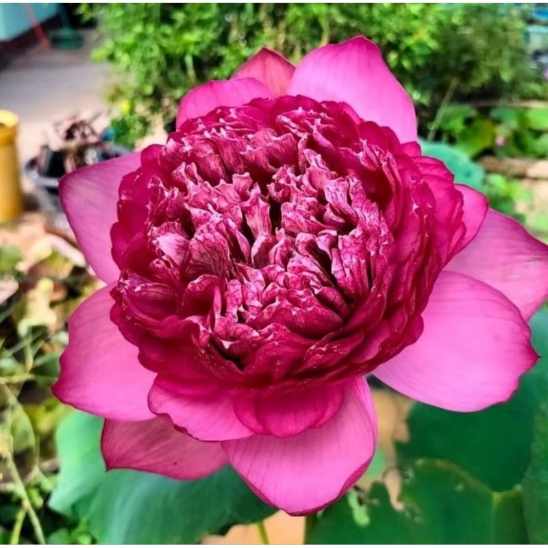 บัวหลวงธรรมโม บัวหลวงกลีบซ้อนดอกใหญ่สีชมพูเป็นอีกสายพันธุ์หนึ่งที่หายากมากๆ ขายสายพันธุ์เป็นแบบไหลเช่นตัวอย่างในรูปครับ