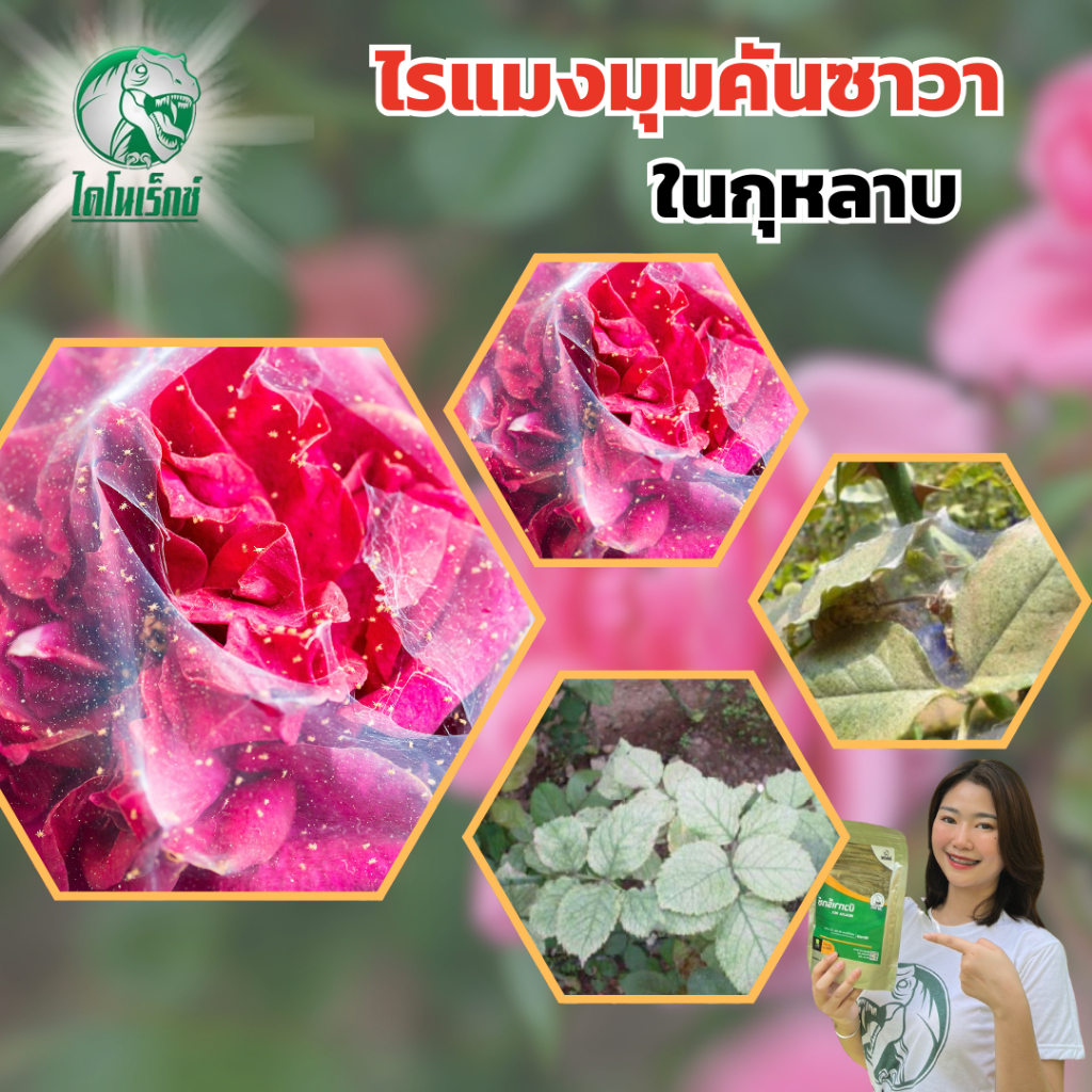 กำจัดแมลงศัตรูพืช ยาฆ่าเพลี้ยอ่อน พืชในกุหลาบ บิวทาเร็กซ์ ปลอดภัย ไร้สารเคมี 100% เป็นมิตรกับคนและสัตว์เลี้ยง ขายร
