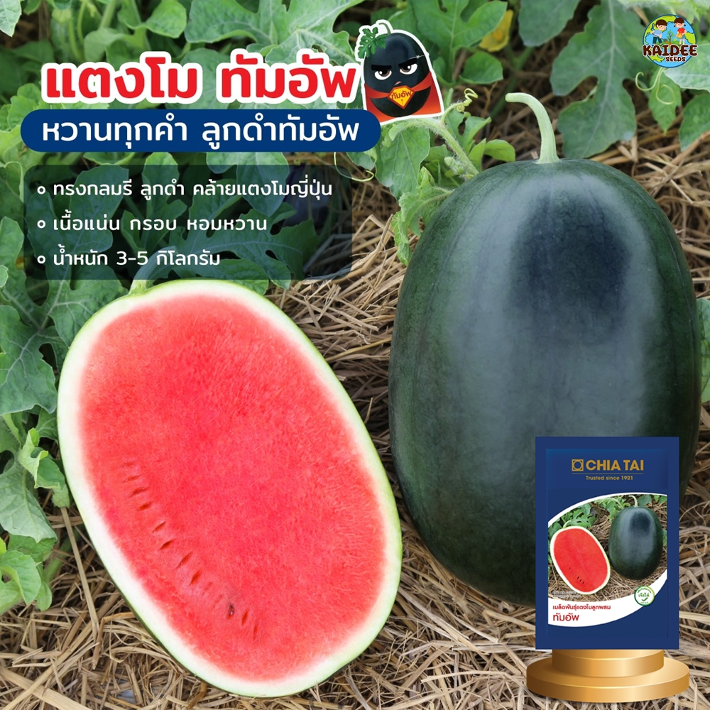 เมล็ดแตงโมทัมอัพ ขนาด40กรัม1,000เมล็ด เมล็ดพันธุ์แตงโม เมล็ดแตงโม แตงโมทัมอัพ ตราเจียไต๋