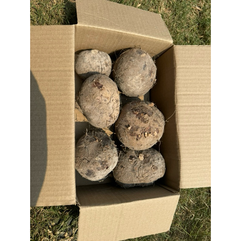 มันพร้าว มันจาว มันหนึบอร่อย1กก - รูปที่ 6