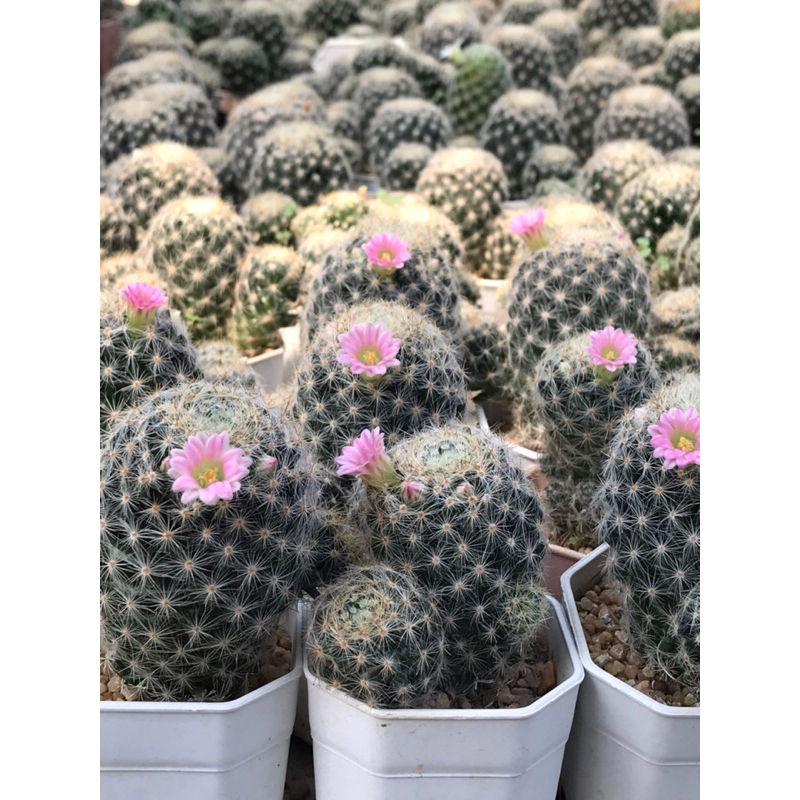 แมมเพอริโฟร่าดอกชมพู เม็ดพริกดอกชมพู mammillaria prolifera กระบองเพชร แคคตัส