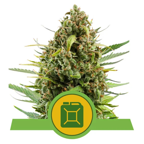 Diesel Automatic | Royal Queen Seeds