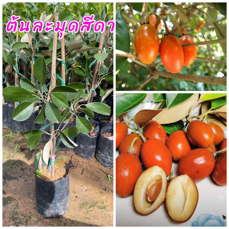 ต้นละมุดสีดา หรือ ละมุดไทย เสียบยอด ผลสดเนื้อหวานกรอบช่วยเสริมสร้างภูมิคุ้มกัน ช่วยปรับสมดุลระบบขับถ่าย ราคาถูก Shopee Lazada