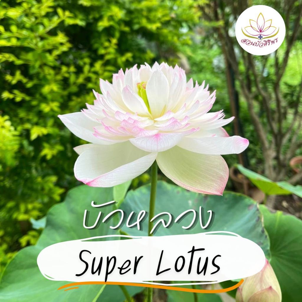 ต้นพันธุ์บัวหลวง ซุปเปอร์ โลตัส (Super Lotus)