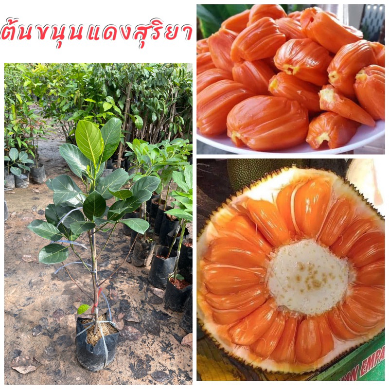ต้นขนุนแดงสุริยา (ทาบกิ่ง) ต้นพันธุ์เตี้ย ลูกใหญ่ เนื้อหวานหอม กรอบ ขนาดต้น 60ซม.