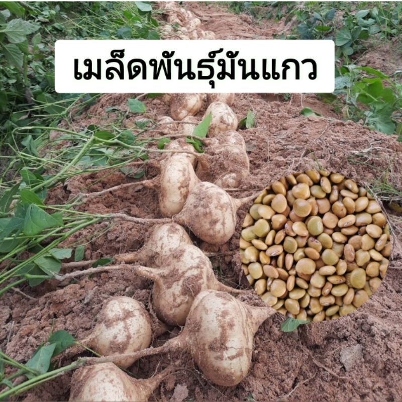 เมล็ดพันธุ์มันแกว 300 เมล็ด อัตราการงอก 95-100%
