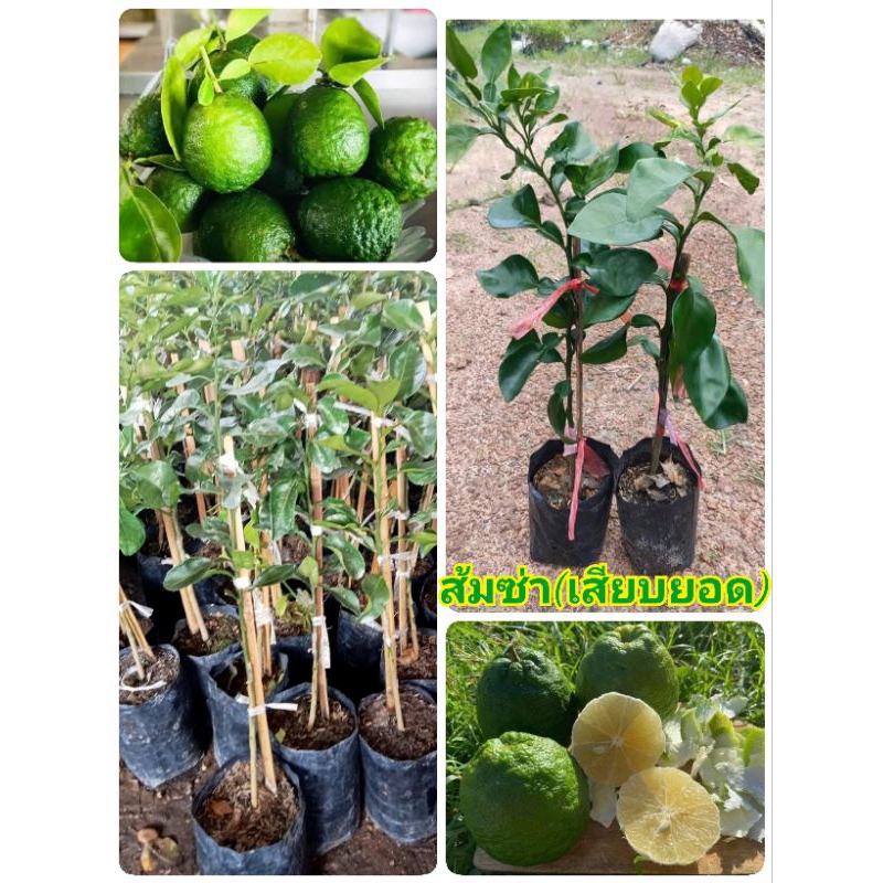 ้ต้นส้มซ่า(เสียบยอด)ขนาด 50-70 ซม. ติดผลเร็ว