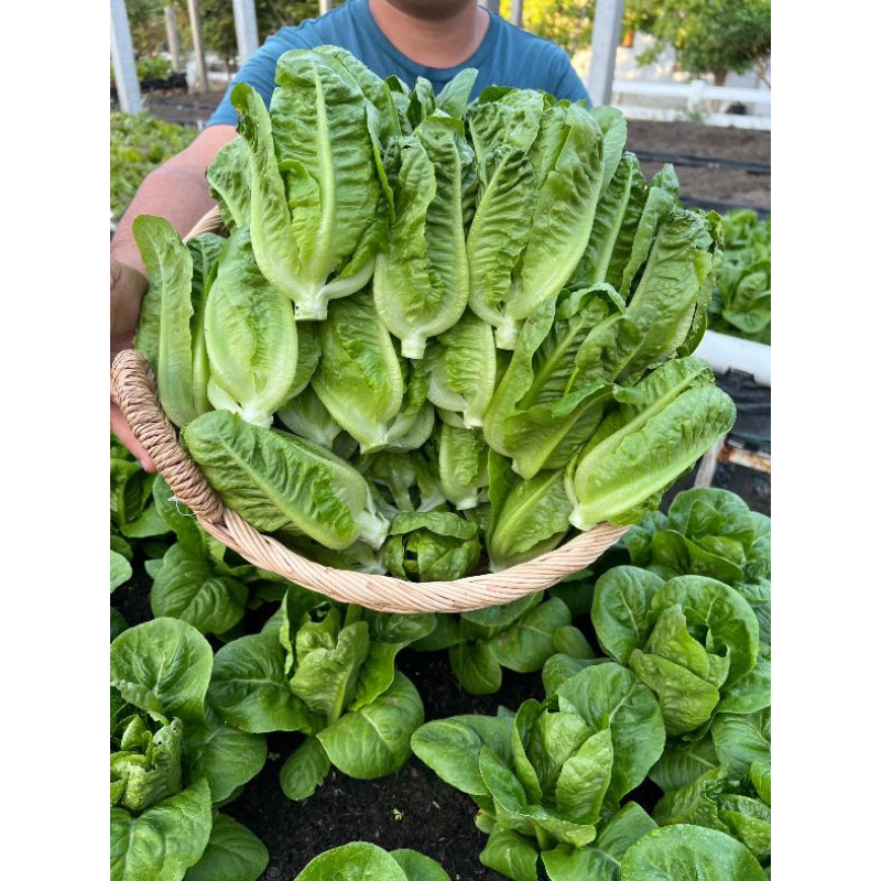 เมล็ดพันธุ์มินิคอส พันธุ์โครเวทรี อัตรางอกสูง เมล็ดพันธุ์คุณภาพ บรรจุ 300 เมล็ด - รูปที่ 3