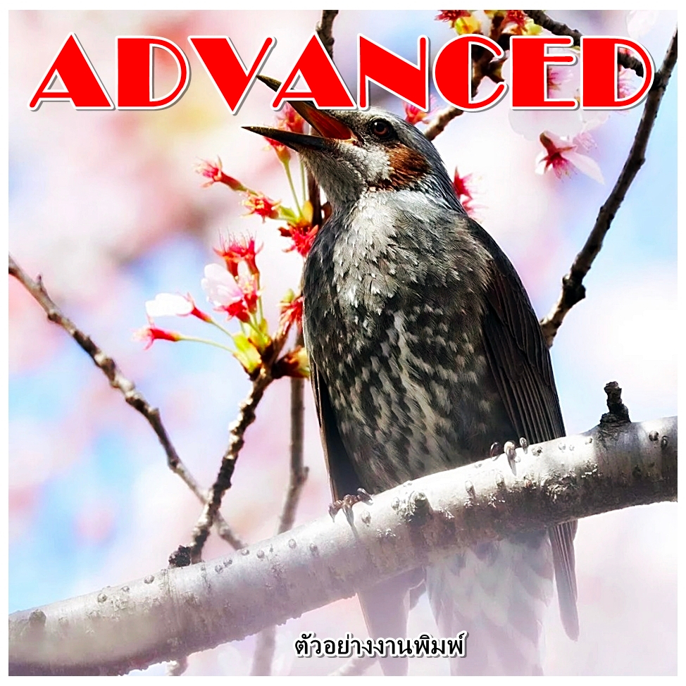 กระดาษโฟโต้ 210 แกรม พิมพ์ 1 ด้าน A3+ ชนิดผิวมันวาว กันน้ำ ADVANCED กระดาษคุณภาพดี ราคาประหยัด เกรดพรีเมี่ยม สี ติดทนนาน