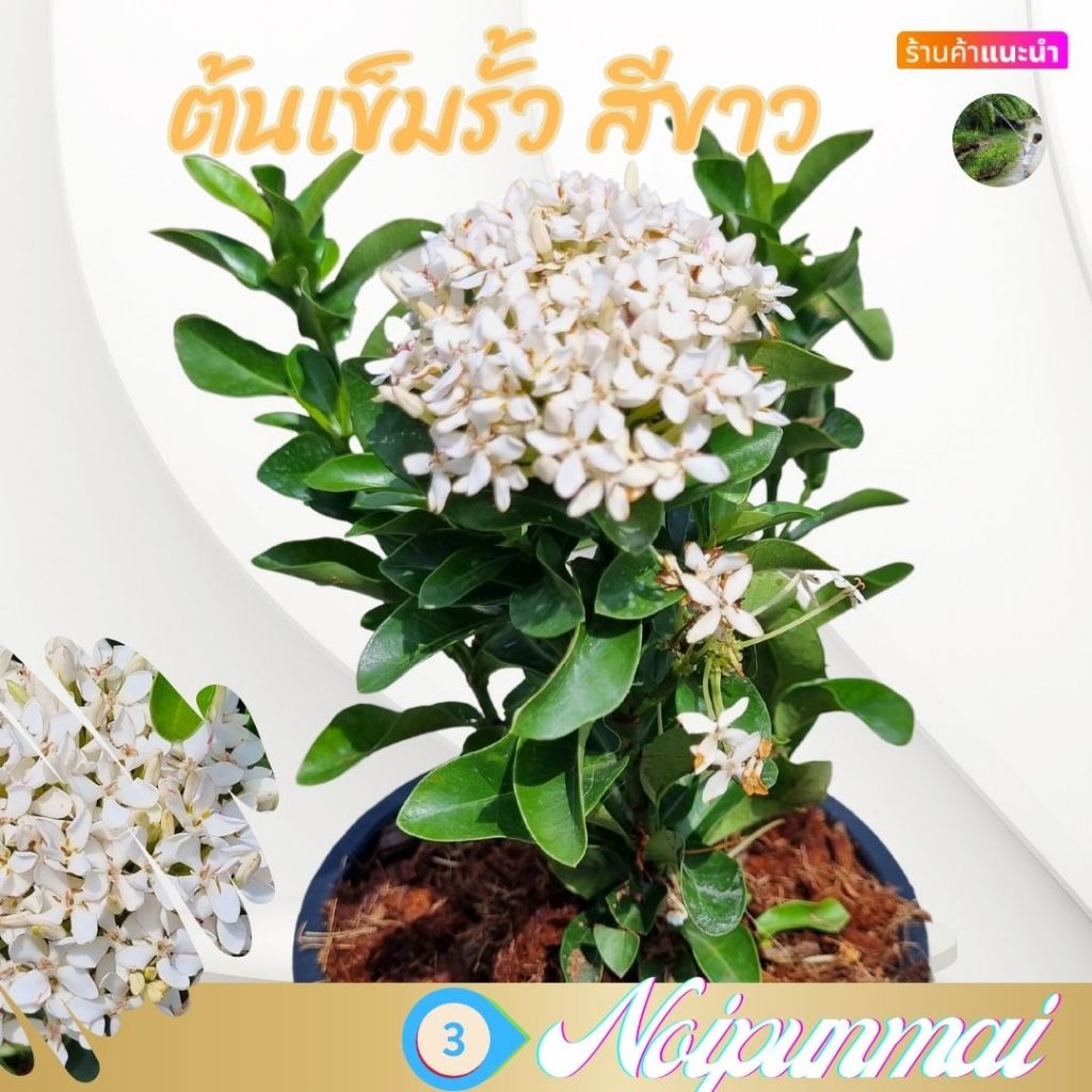 ต้นเข็มแคระดอกสีขาว กระถาง 6 นิ้ว(ส่งพร้อมกระถาง)เข็มรั้วไม้ประดับจัดสวน