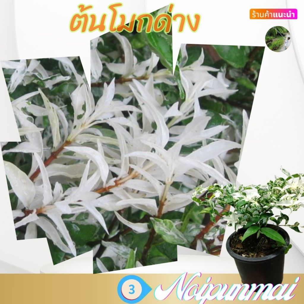 ต้นโมกด่าง กระถาง 6 นิ้ว (ส่งพร้อมกระถาง)