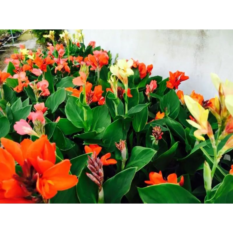 เมล็ดพุทธรักษาแคระmix