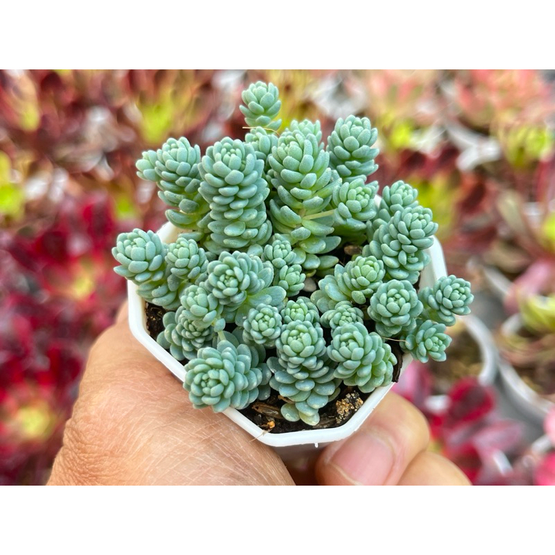 Sedum Dasyphyllum Major (หนอนฟ้า)ไม้อวบนำ้ น่ารักๆ กระถาง 2 นิ้ว