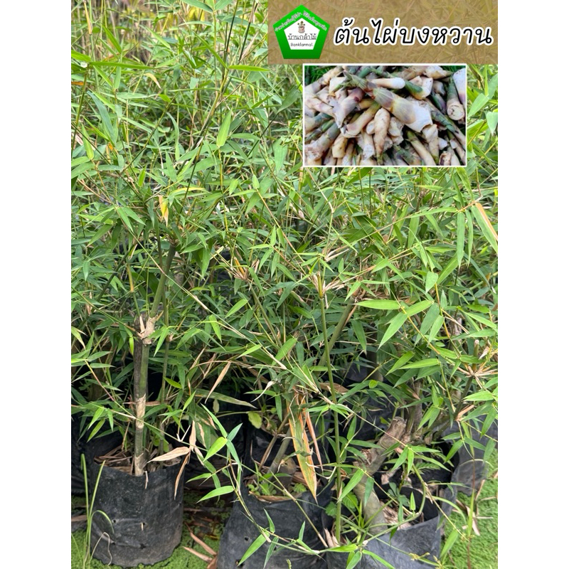 ต้นไผ่บงหวานเพชรน้ำผึ้ง เบอร์9 หน่อใหญ่ พันธ์ุแท้  🎉ต้นแข็งแรง 🌿 สินค้าเสียหาย แจ้งทางร้านได้เลยจ้า