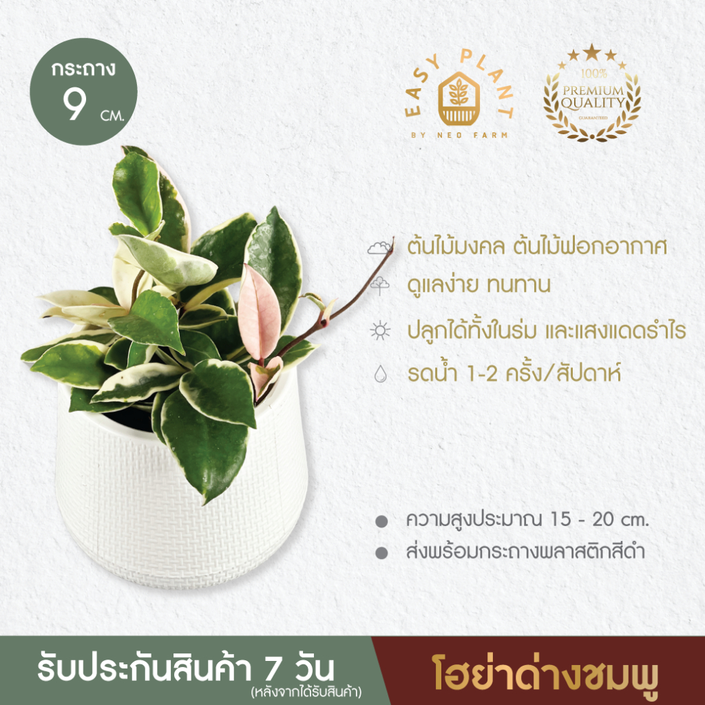 Hoya โฮย่าใบหัวใจ🪴โฮย่าหัวใจด่าง🪴หัวใจล้านดวง🪴หัวใจด่างชมพู🪴ต้นไม้น่ารัก🪴ต้นไม้ฟอกอากาศ🪴ไม้มงคล🪴ไม้อึดทน  - easyplant - รูปที่ 4