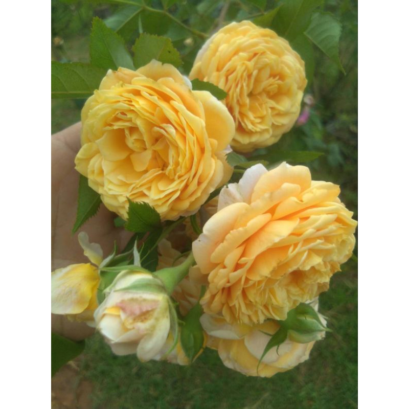 กุหลาบเลื้อย เจอรี่เจนนิ่ง กุหลาบสีเหลืองทอง ดอกดกกลิ่นหอม